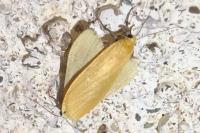 Wittia sororcula