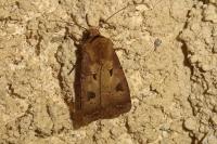 Agrotis exclamationis exclamationis