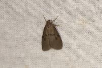 Apaidia mesogona
