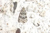 Eudonia delunella