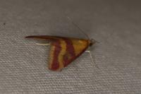 Pyrausta sanguinalis