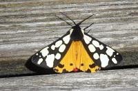 Arctia villica