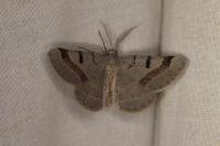 Itame vincularia