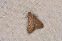 Bostra obsoletalis