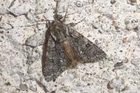 Acronicta rumicis