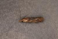 Ancylosis cinnamomella