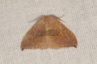 Watsonalla uncinula