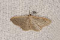 Idaea eugeniata