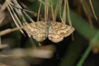 Ematurga atomaria