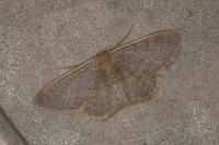 Idaea distinctaria