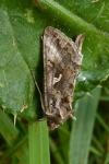 Autographa gamma