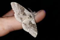 Calliteara pudibunda