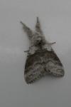 Calliteara pudibunda