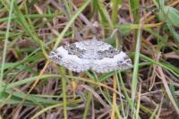 Epirrhoe rivata