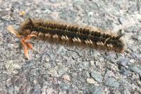 Euthrix potatoria