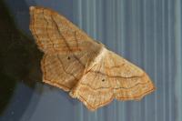 Scopula imitaria