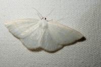 Cabera