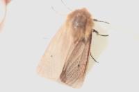 Phragmatobia fuliginosa