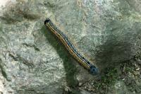 Malacosoma neustria