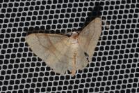 Adactylotis contaminaria