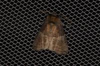 Tethea ocularis