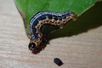 Philereme vetulata