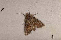 Sideridis turbida
