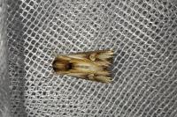 Actinotia polyodon