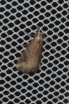 Schrankia costaestrigalis