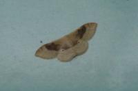 Idaea degeneraria