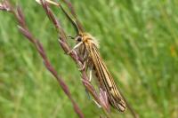 Spiris striata