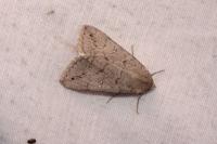 Clytie illunaris