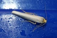 Eilema caniola