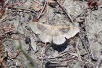 Idaea degeneraria