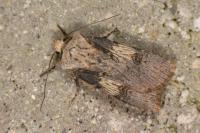 Agrotis puta