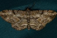 Peribatodes rhomboidaria rhomboidaria