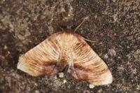 Plagodis dolabraria