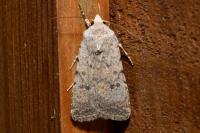 Caradrina clavipalpis