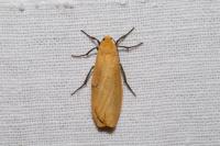 Wittia sororcula