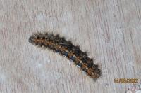 Euplagia quadripunctaria