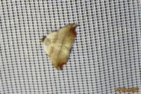 Laspeyria flexula