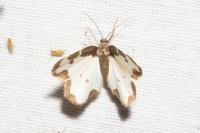 Lomaspilis marginata