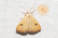 Rivula sericealis