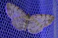 Aethalura punctulata