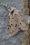 Acronicta leporina