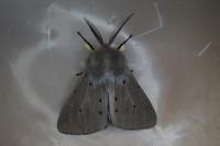 Diaphora mendica