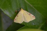 Opisthograptis luteolata