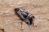 Elaphria venustula