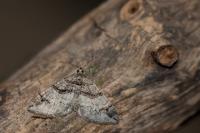 Pareulype berberata berberata