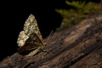 Heliomata glarearia